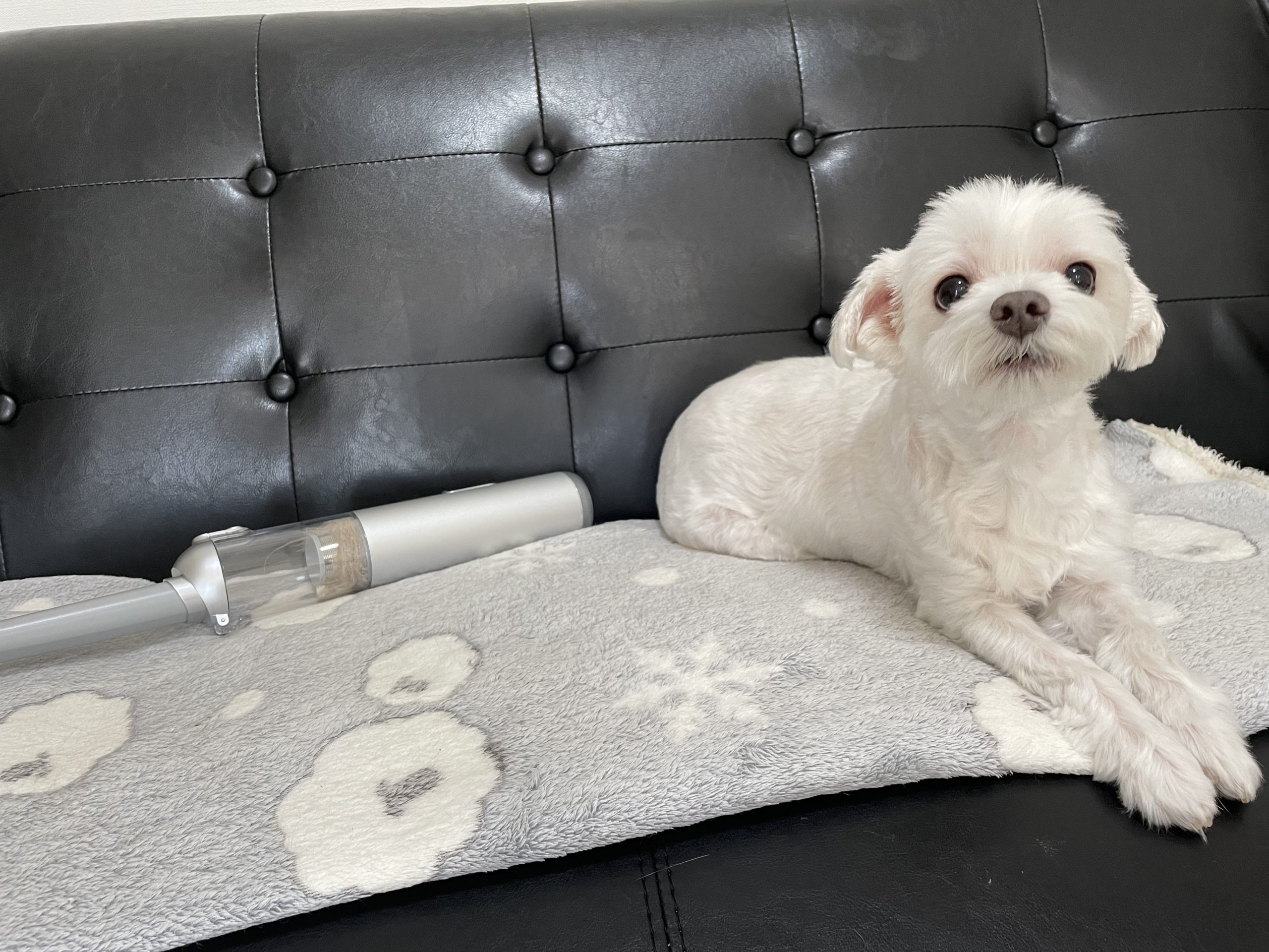 おしゃれ掃除機