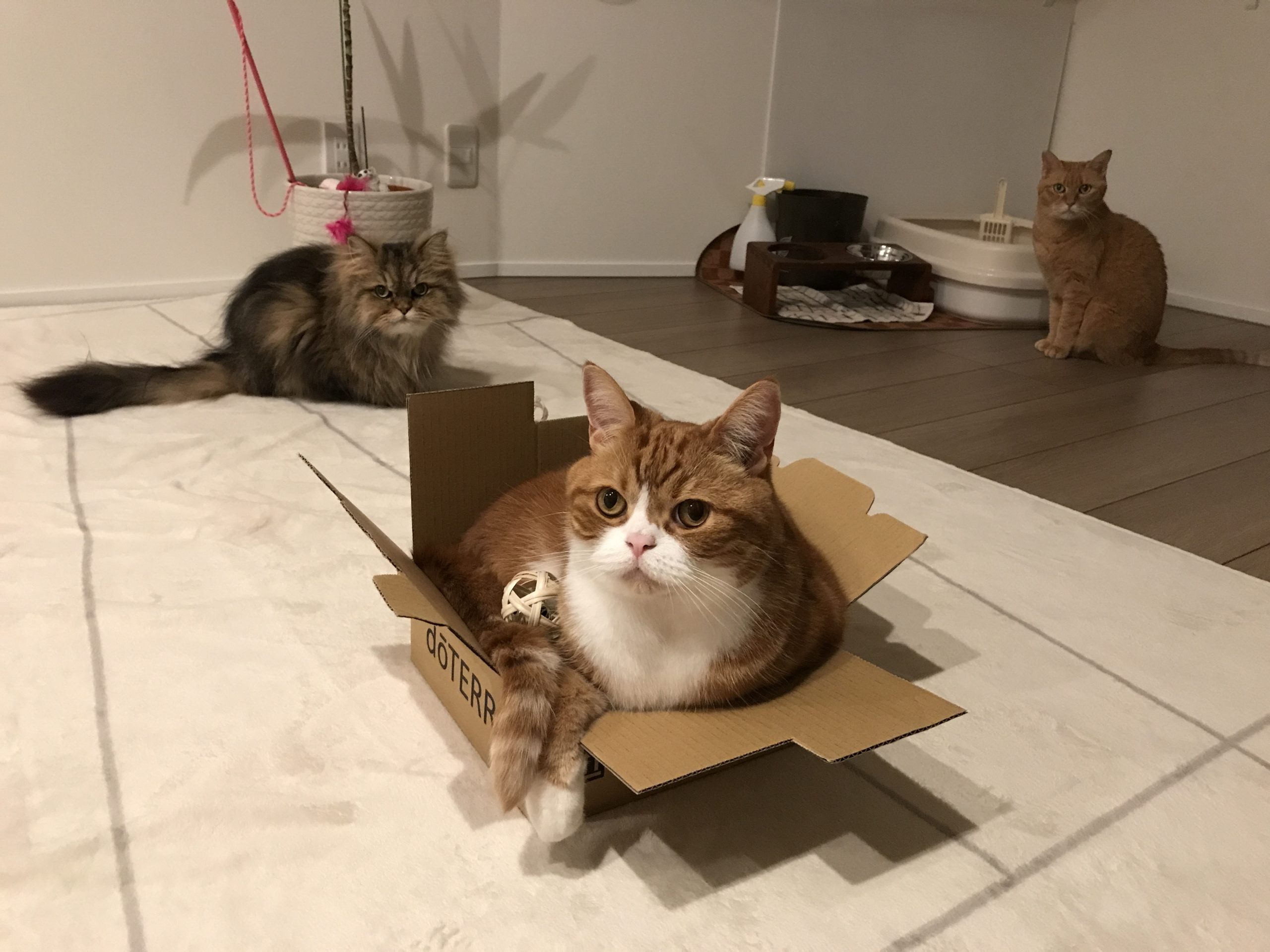 猫　吐き戻し　掃除法