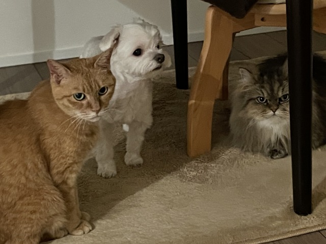 犬と猫は仲良くできるのか